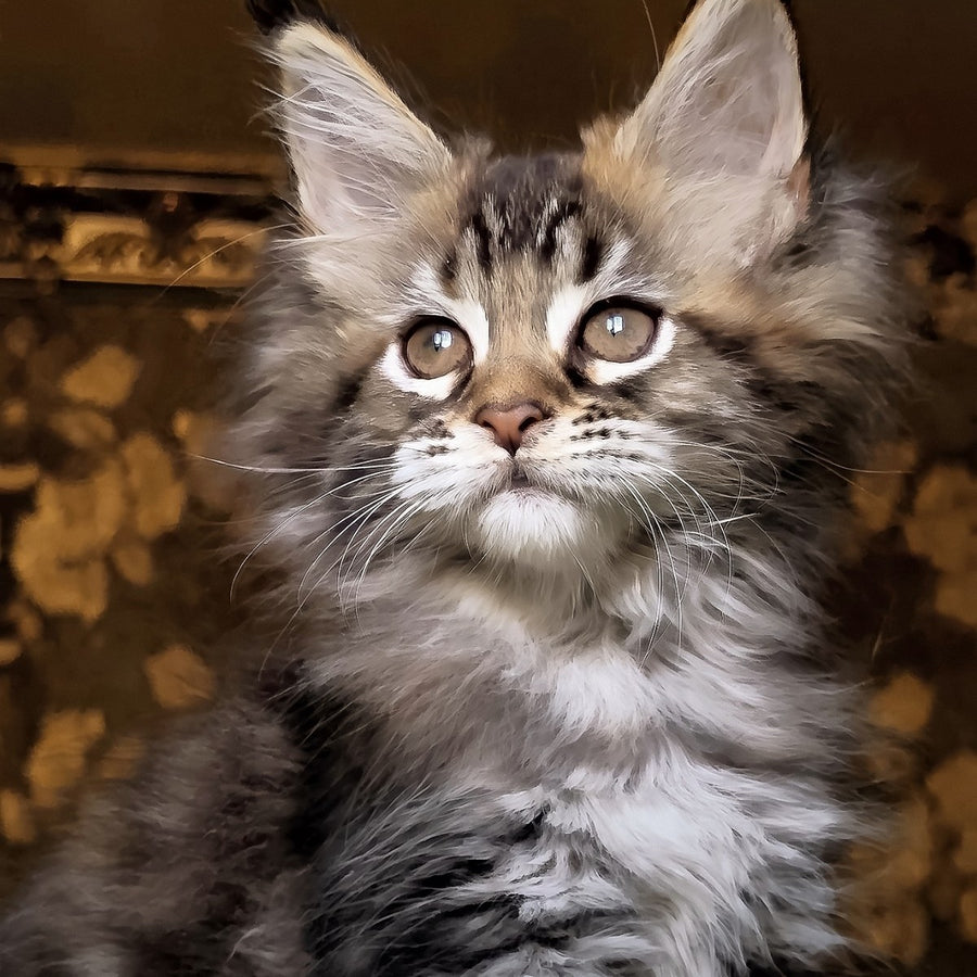 Iriska Maine Coon female, black tortie tabby