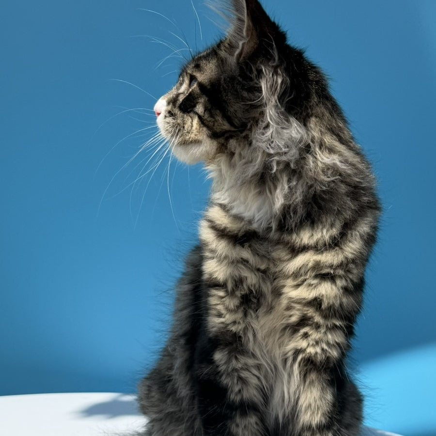 Kira’s Maine Coon polydactyl 6x6x6x6 male, black spotted tabby bicolour