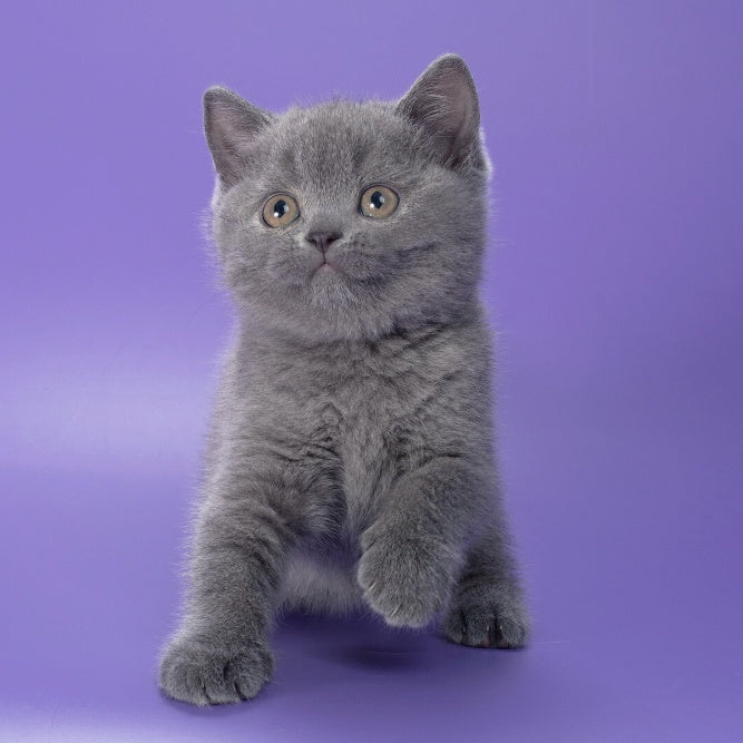 Pixie British Shorthair female, blue