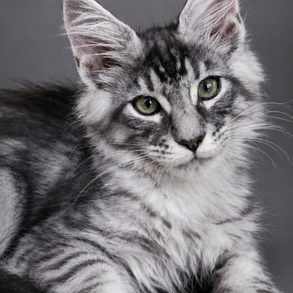 Lexus Maine Coon male, black silver tabby