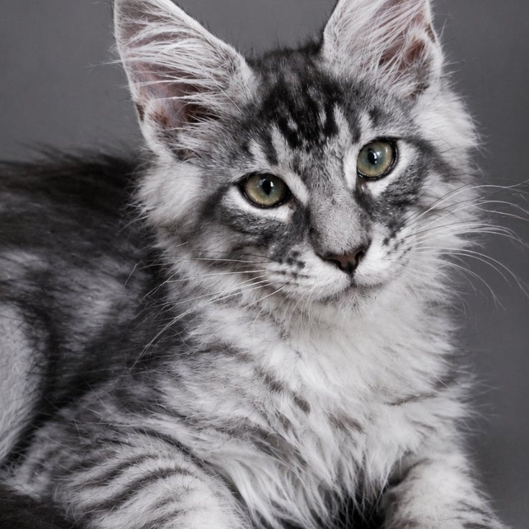 Lexus Maine Coon male, black silver tabby