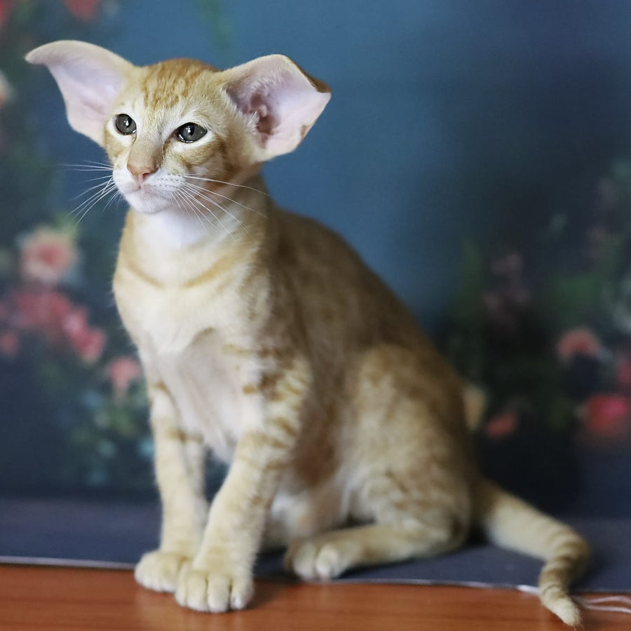 Pеpрer Oriental Shorthair male, red