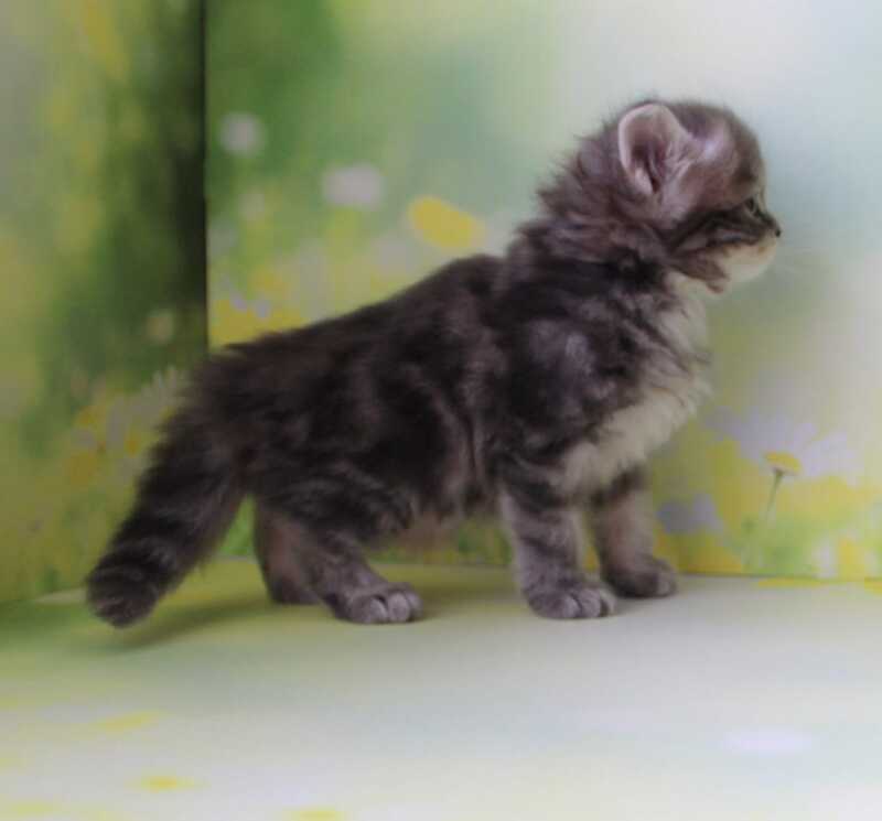 Konfetka Siberian female blue tortie tabby - live animals