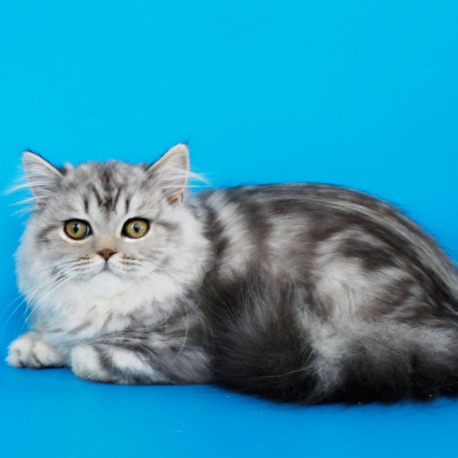 Yana British Longhair female, black silver tabby