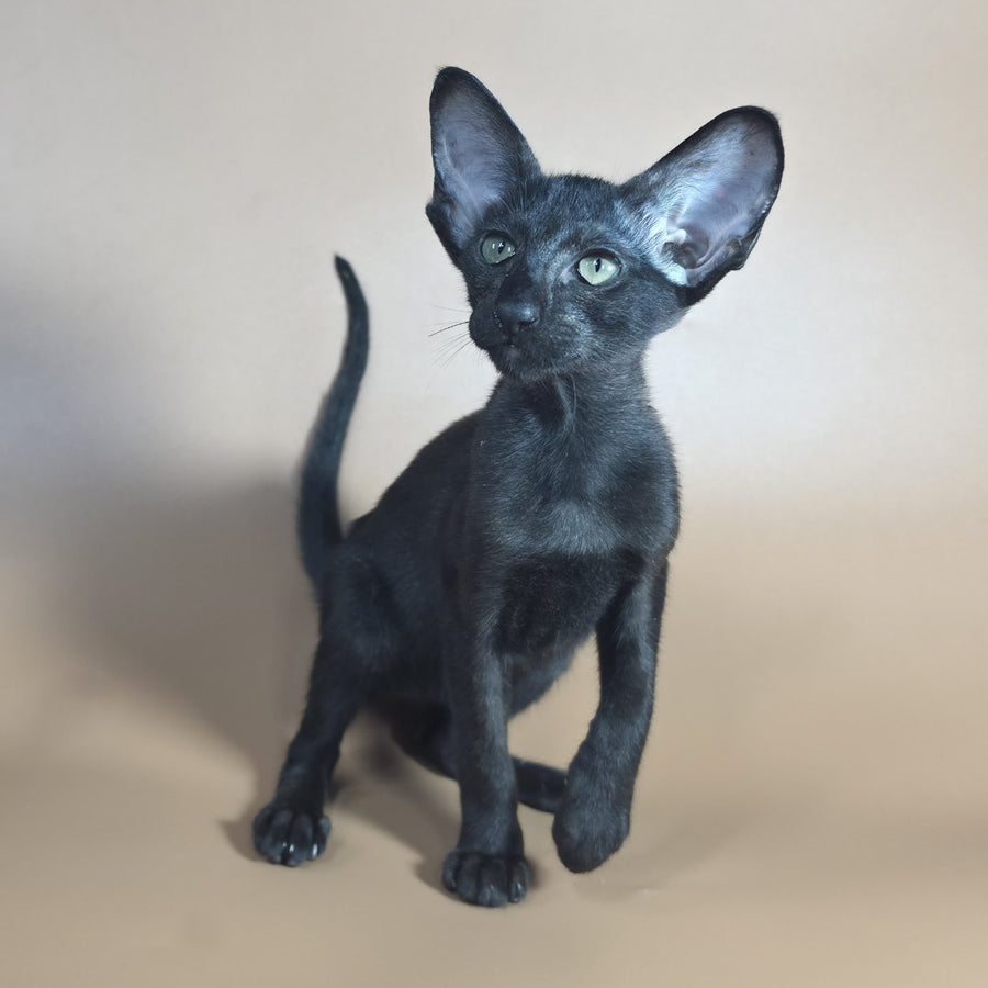 Femalae Juno Siamese female, black – HappyPawsUS