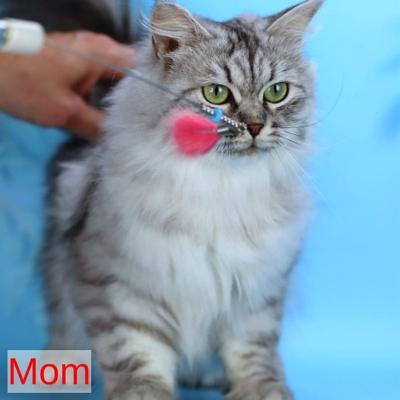 Gelius Siberian male, black with white spotted tabby