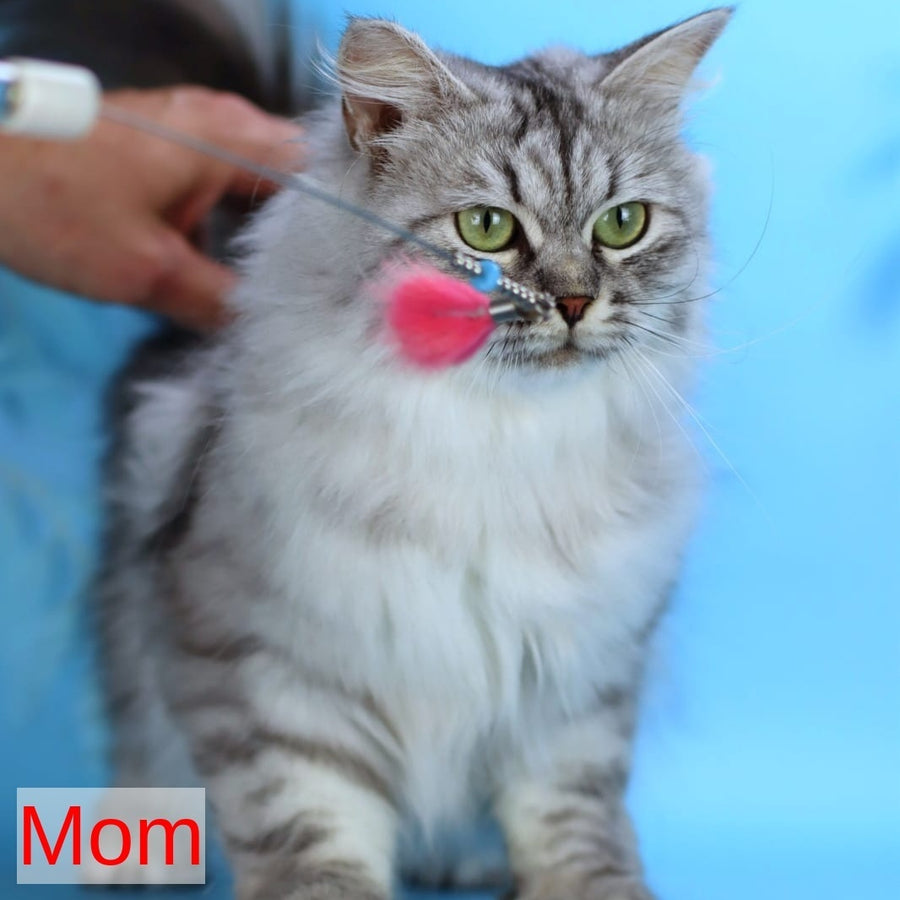 Gala Siberian female, black silver with white tabby pointed