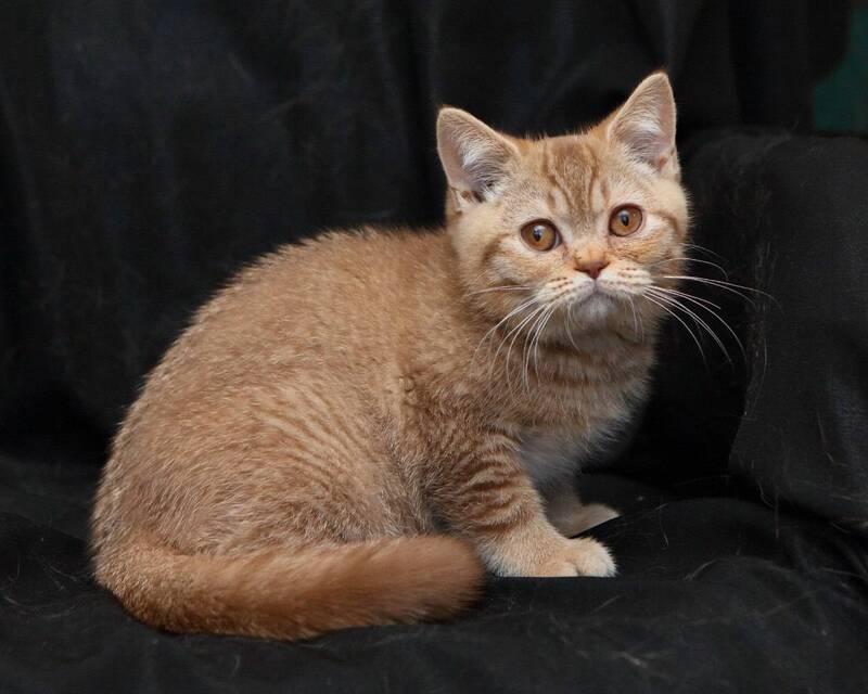 Murkit British Shorthair male, cinnamon ticked tabby