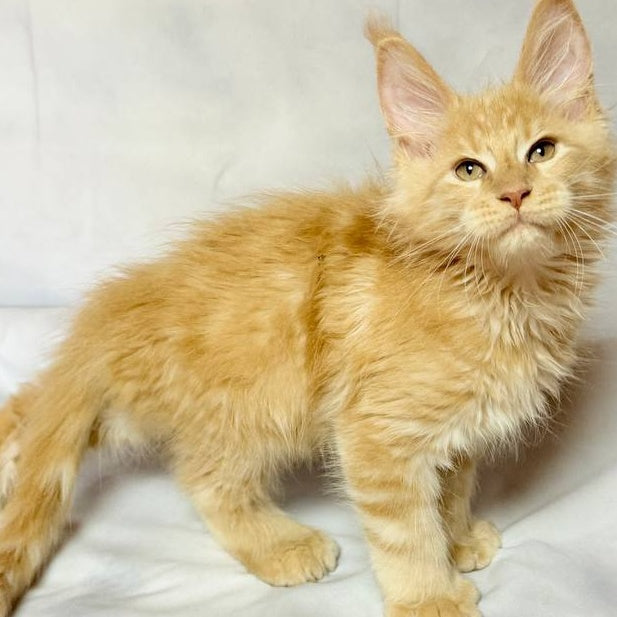 Lazarus Maine Coon polydactyl 6x6x6x6 male, cream silver tabby