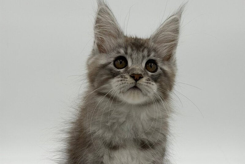 Kotello Maine Coon male black silver tabby - live animals