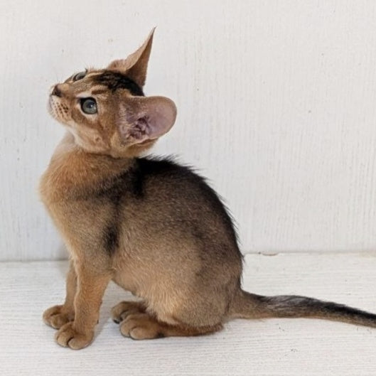 Gerda Abyssinian female, black