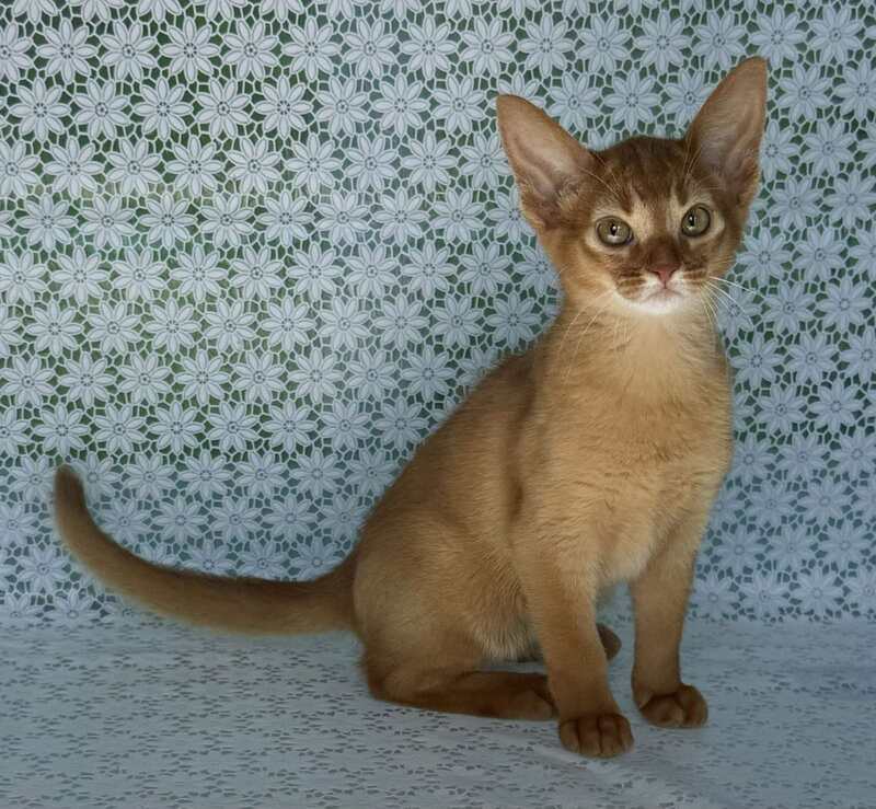 Bastet Abyssinian female sorrel - live animals