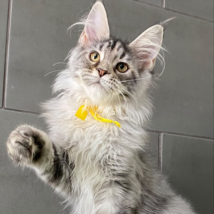 Seven Maine Coon female, black tortie silver tabby