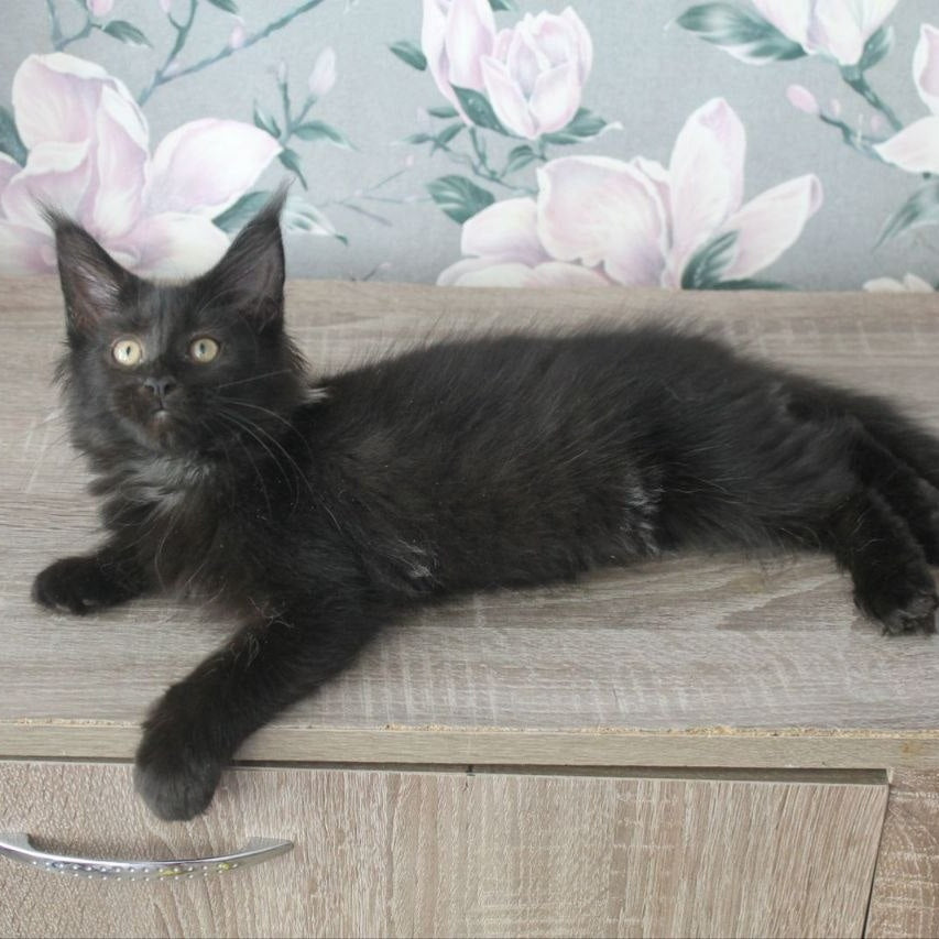 Nazira Maine Coon female, black