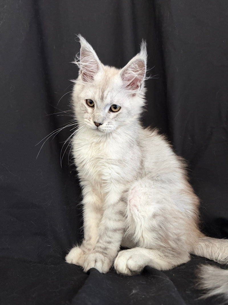 Ximas Maine Coon male, black silver shaded