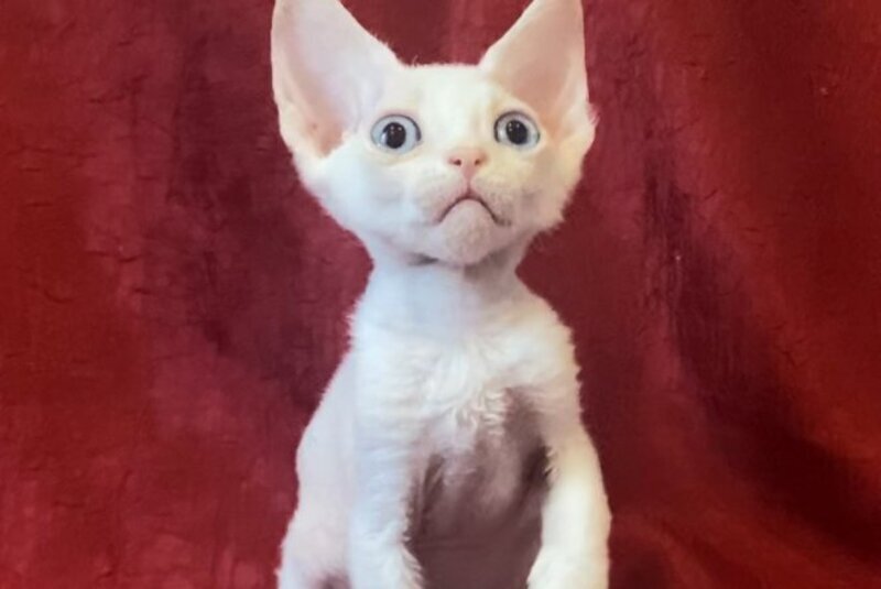 Zeus Devon Rex male, white