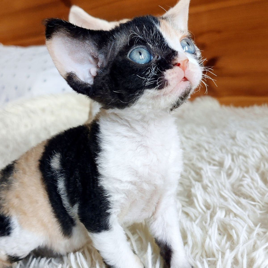 Leya Devon Rex female, black tortie bicolour