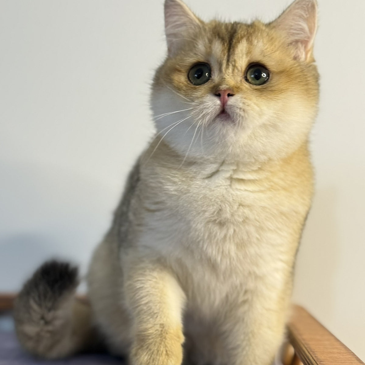 Viva British Shorthair female, black golden shaded