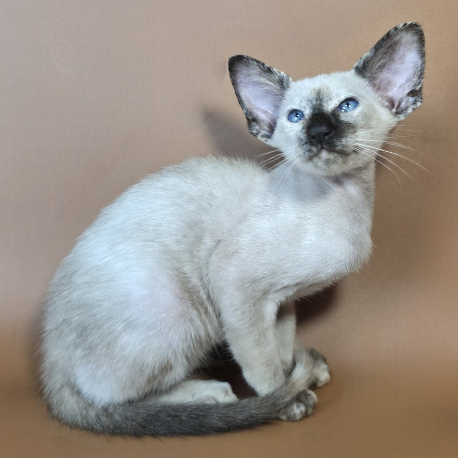 Lyra Siamese female, black tortie