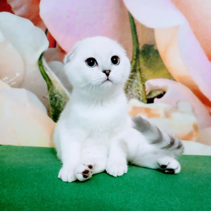 Princess Scottish Fold female, black silver shaded pointed