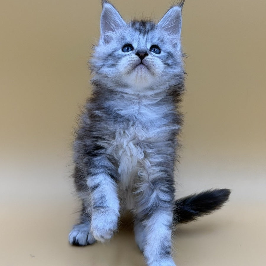 Hammer Maine Coon male, black silver tabby