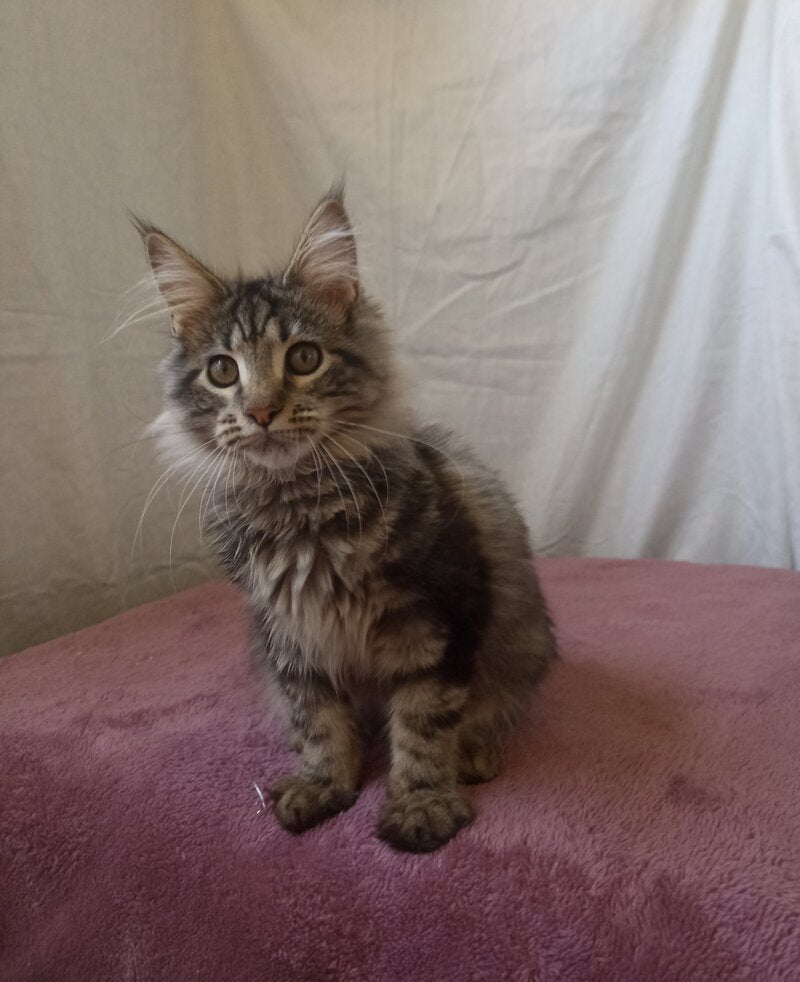 Yara Maine Coon female, black silver tabby