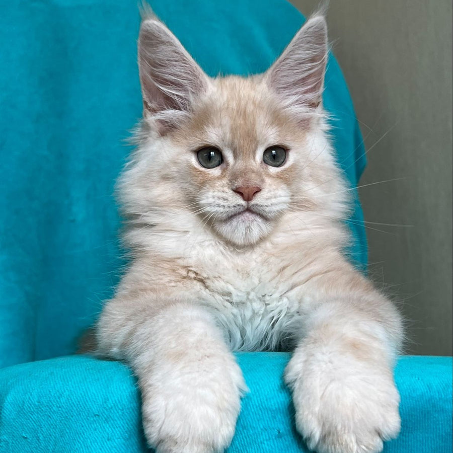 Zlatomir Maine Coon male, red silver