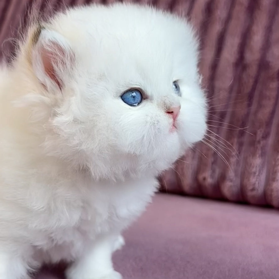 Imperial Leo British Longhair male, blue golden chinchilla pointed