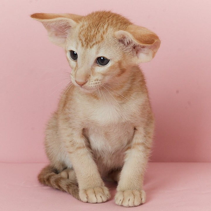 Ulan Bator Oriental Shorthair male, red