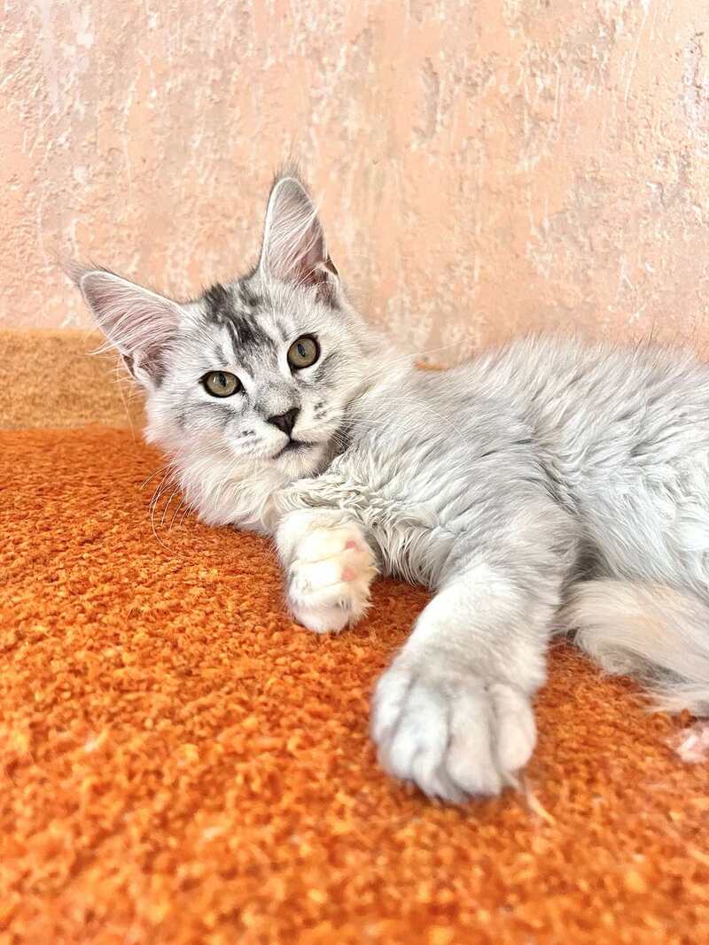 Zabava Maine Coon female, black tortie silver ticked tabby