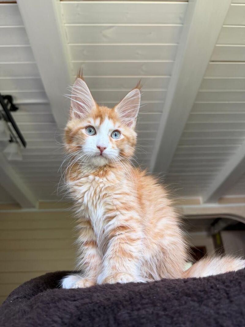 Tutti Frutti Maine Coon male red tabby with white - live animals