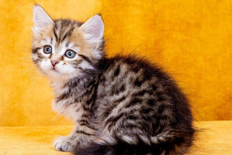 Dasha Siberian female, black spotted tabby
