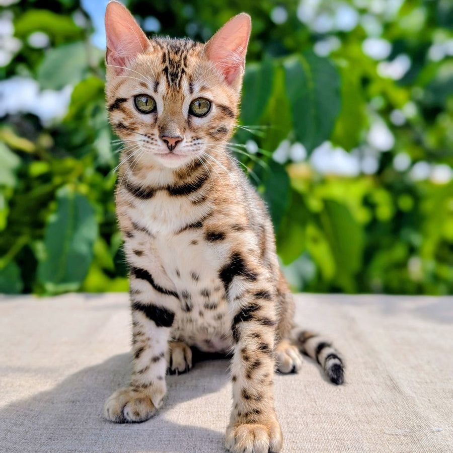 Zuri Bengal female, black spotted tabby