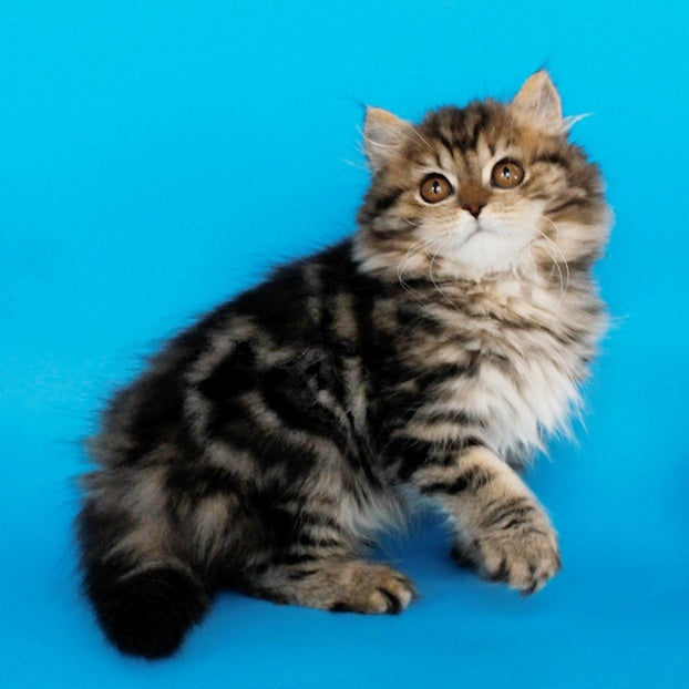 Bianka British Longhair female, black tabby