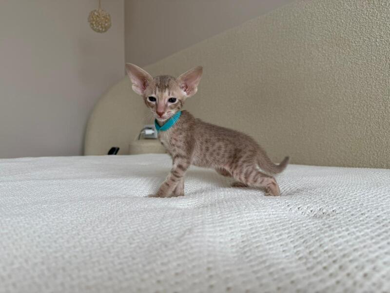 Axel Oriental Shorthair male lilac spotted tabby - live animals