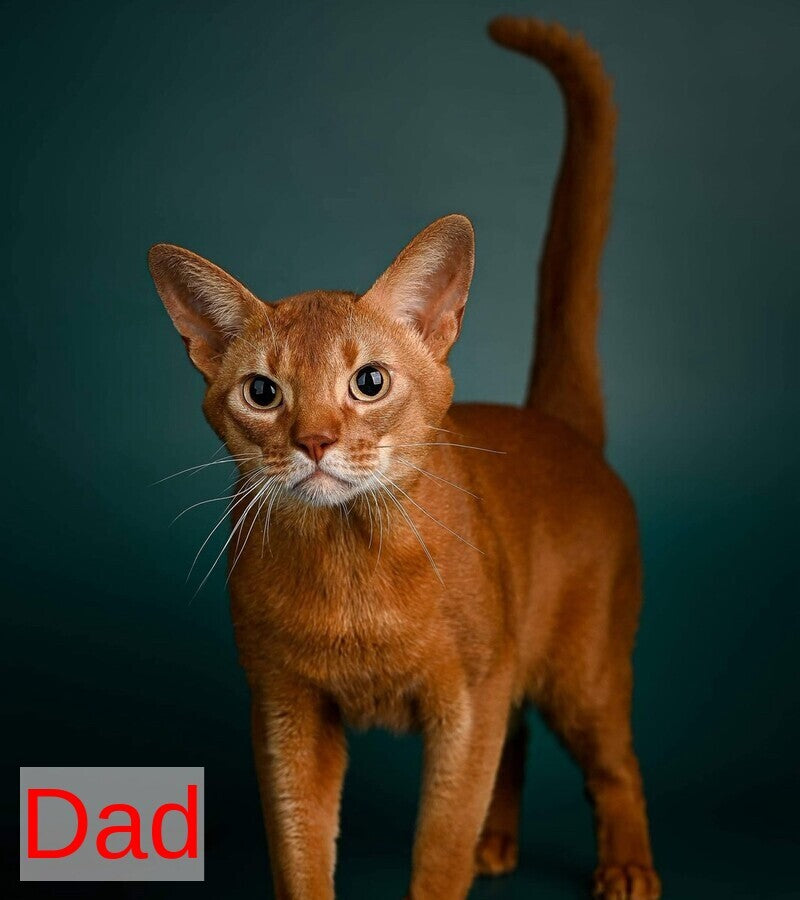 Bakara Abyssinian female sorrel - live animals