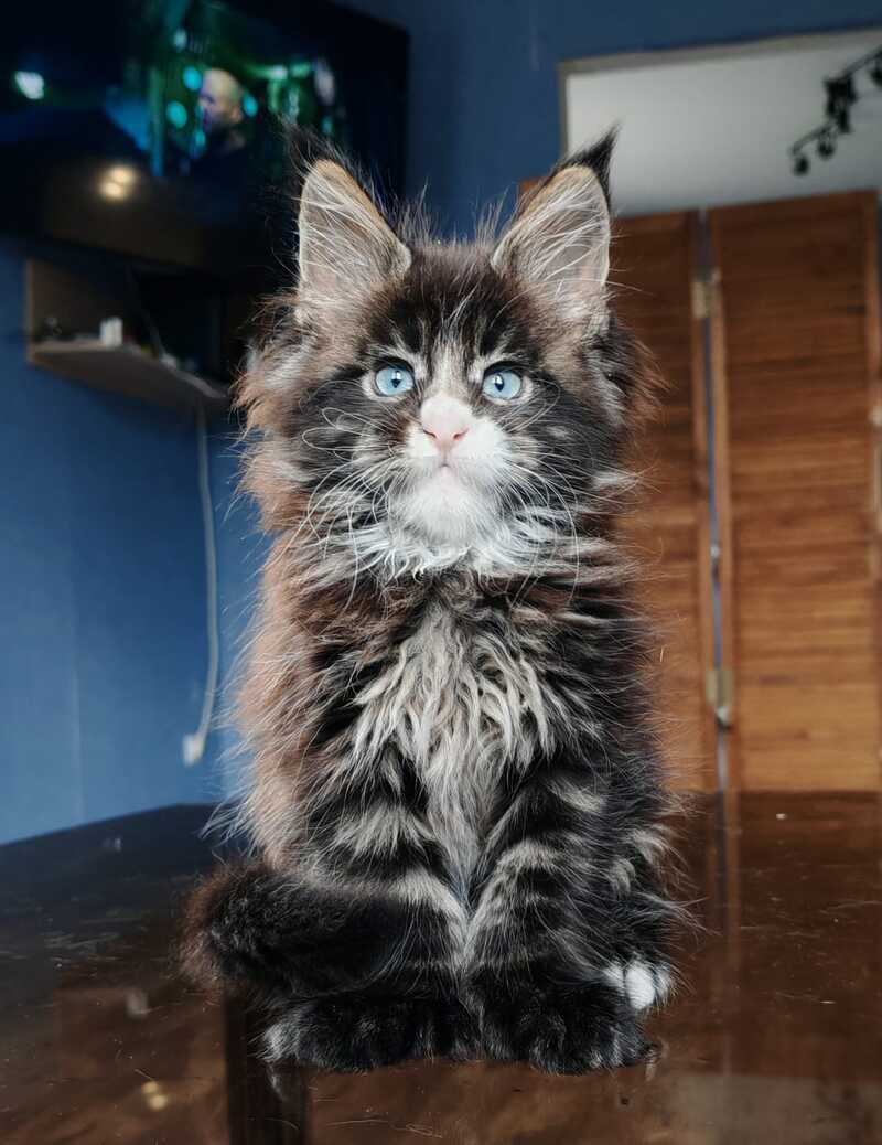 Pandora Maine Coon polydactyl female, black tabby with white