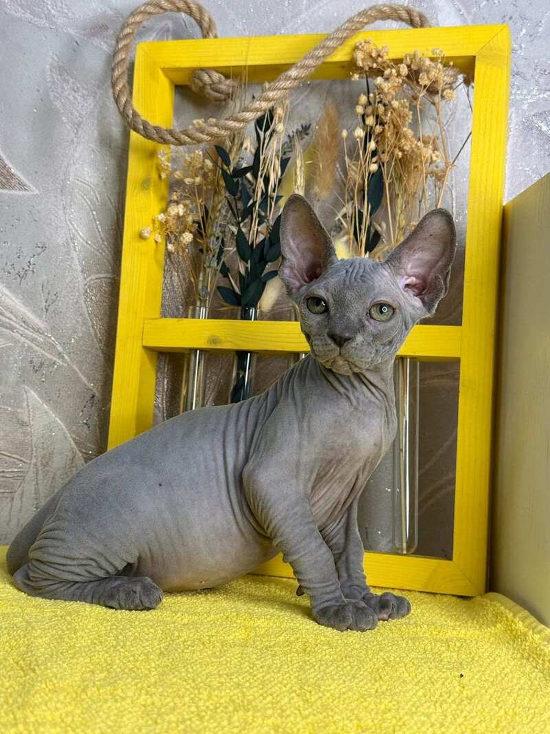 Germes Canadian Sphynx male, blue