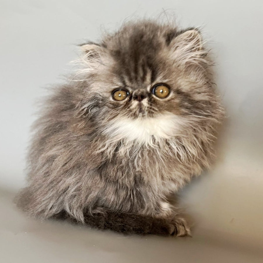 Balloo Persian male, blue silver spotted tabby