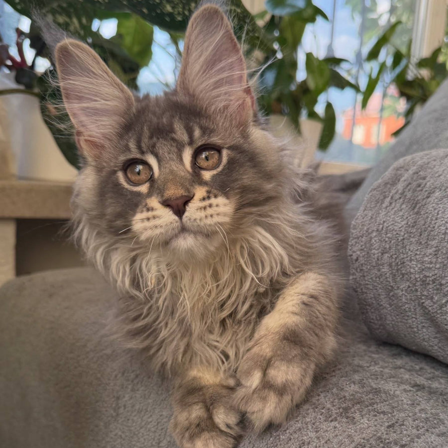Courvosier Maine Coon male, blue silver ticked tabby