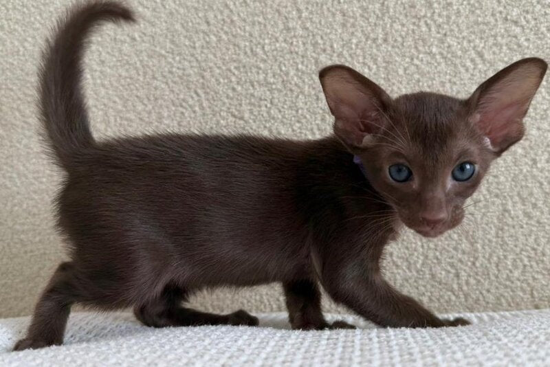 Amira Oriental Shorthair female chocolate - live animals