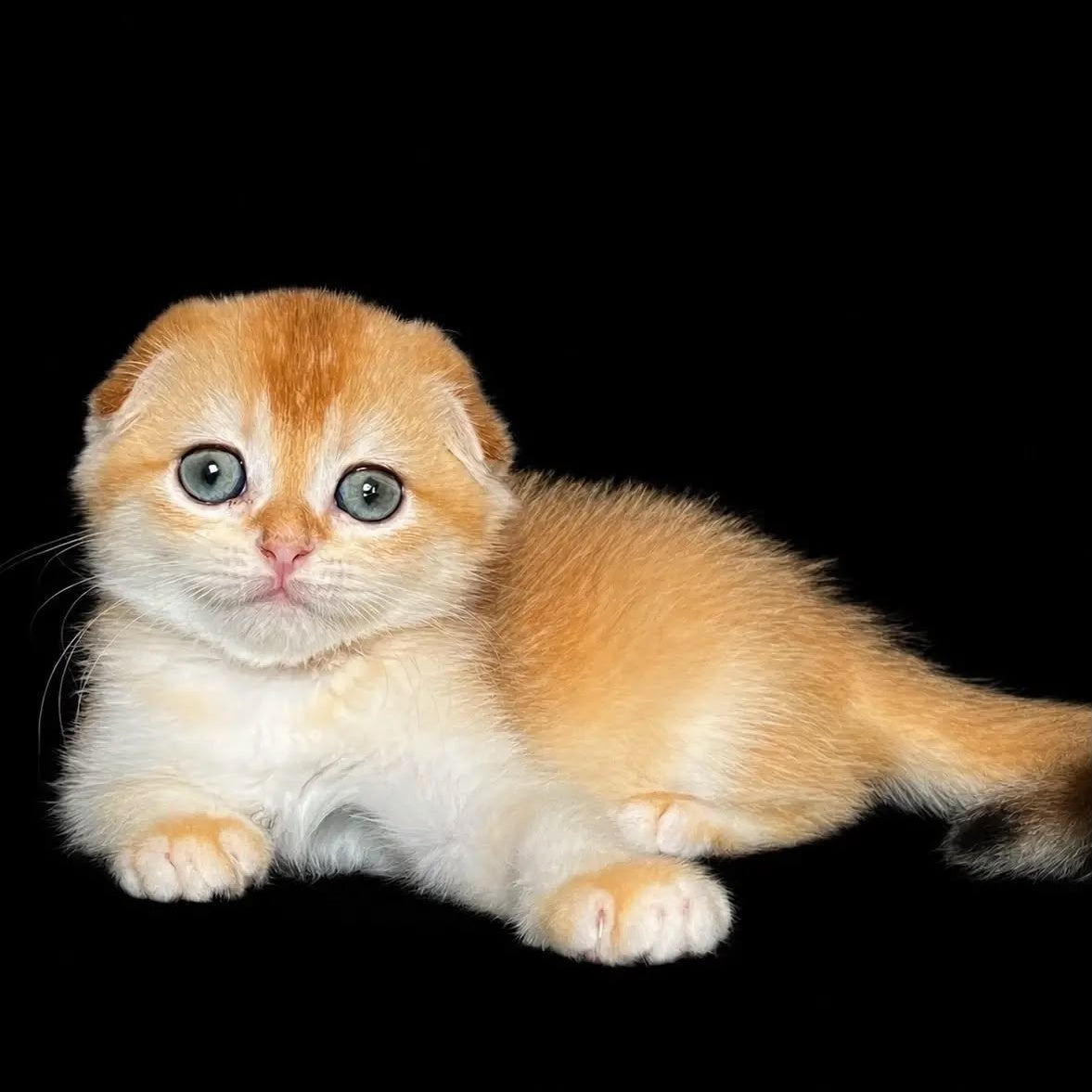 Nikson Scottish Fold male, black golden chinchilla