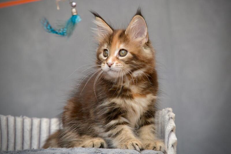 Vatrushka Maine Coon female black tortie with white tabby live animals