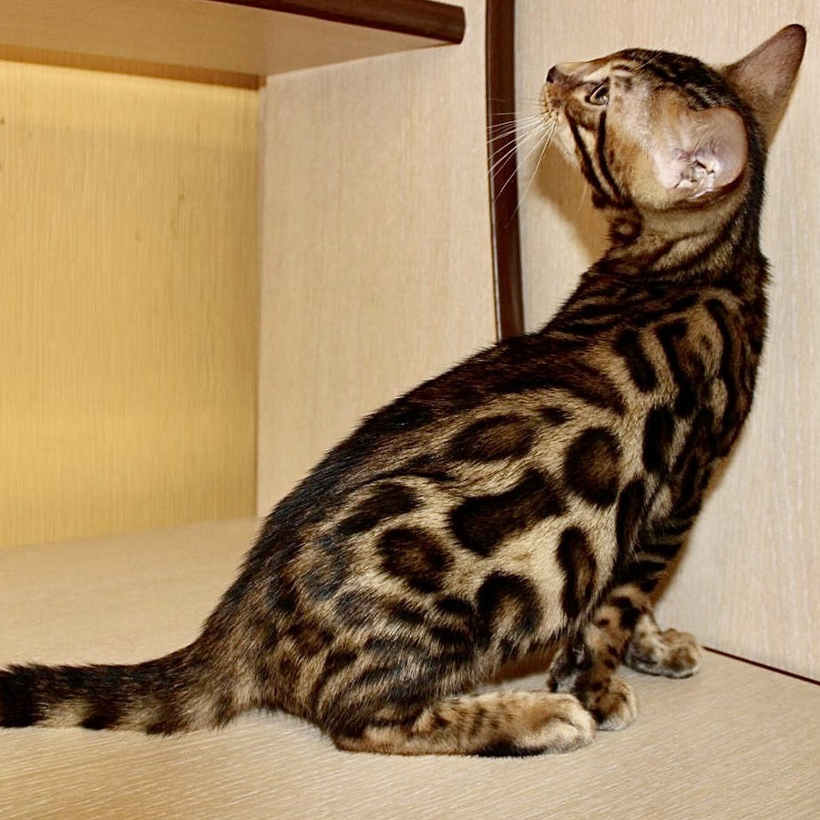 Kent Bengal male, black spotted tabby