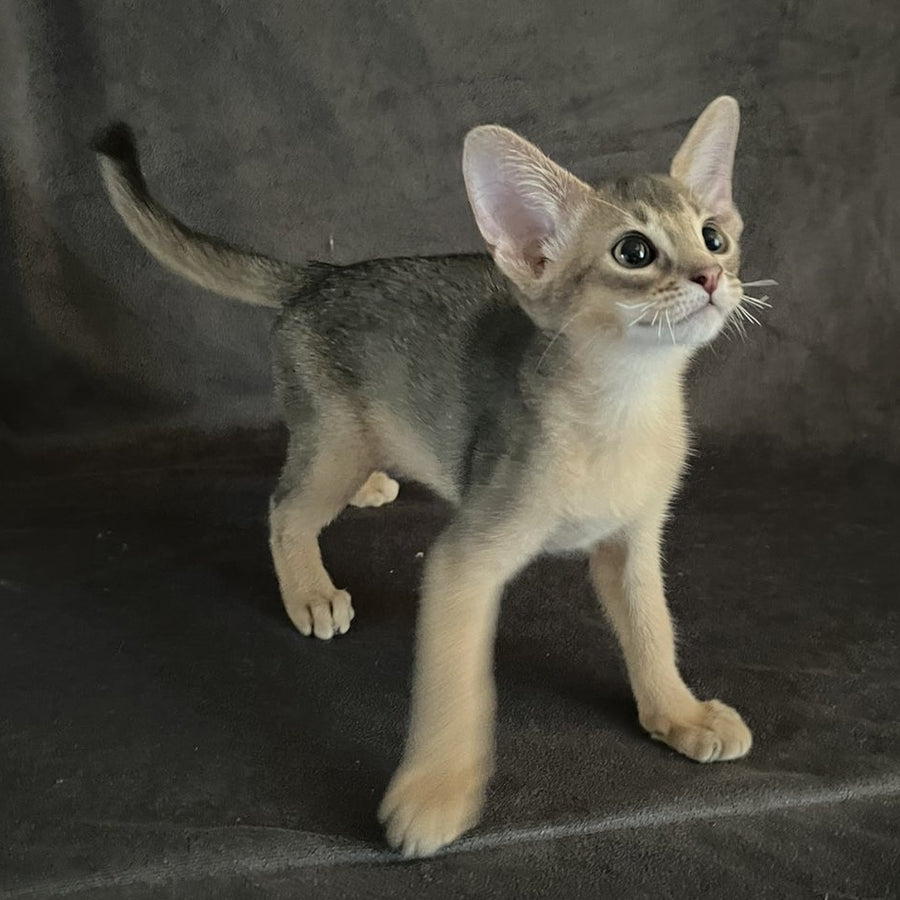 Fibi Abyssinian female, blue