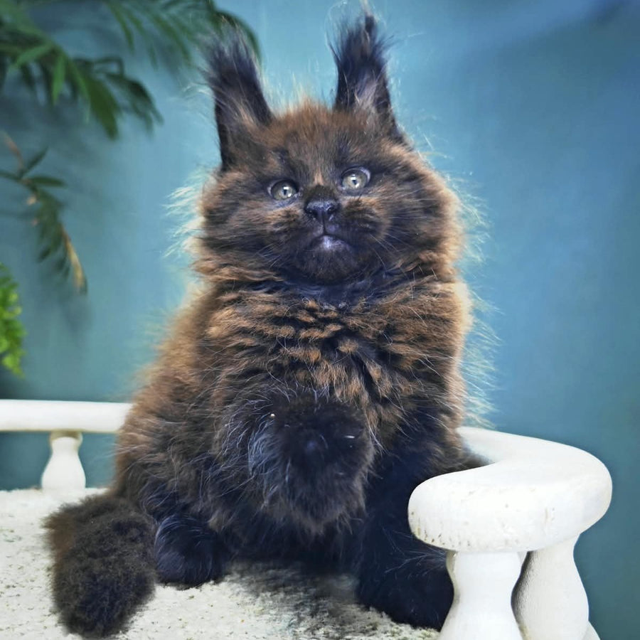 Grindelwald Maine Coon male, black