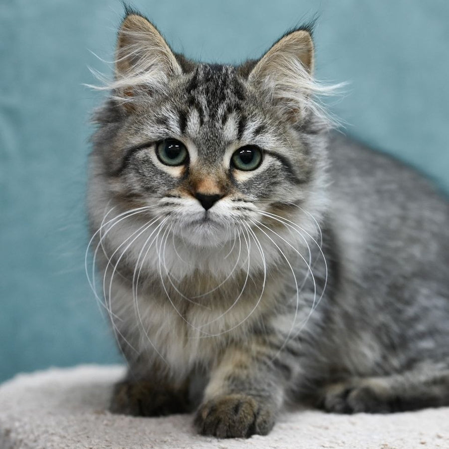 Jersi Siberian female, black spotted tabby