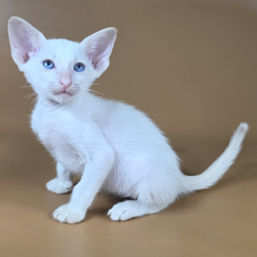 Draco Siamese male, red