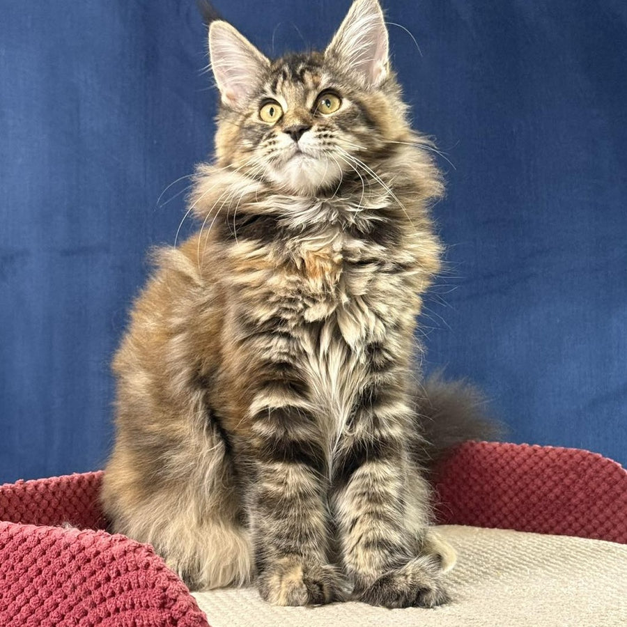 Calina Maine Coon female, black tortie tabby