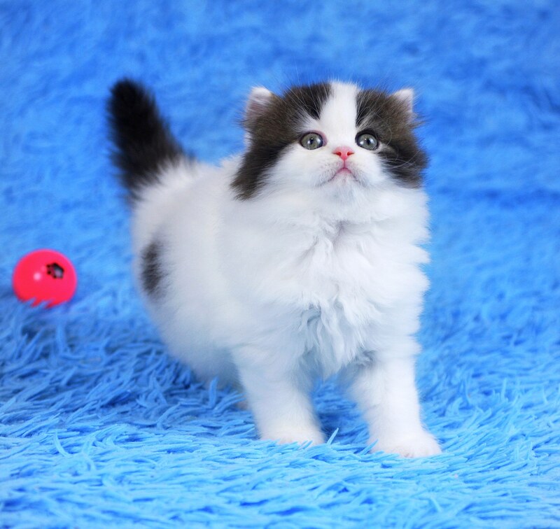 Favorite Scottish Straight male black van tabby - live animals